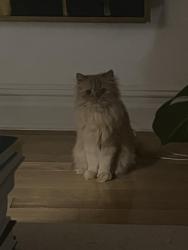Reunited Female Cat last seen Near the Wallflower, City Market, and Folinos, Burlington, VT 05401