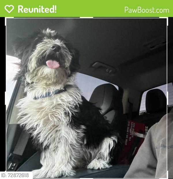 Reunited Female Dog last seen near coleman , Las Vegas, NV 89108