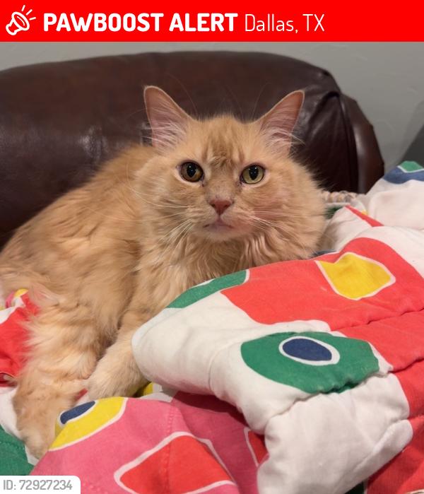 Lost Male Cat last seen Graystone Dr. & McKamy Blvd, Dallas, TX 75248