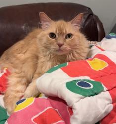 Lost Male Cat last seen Graystone Dr. & McKamy Blvd, Dallas, TX 75248
