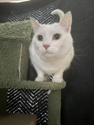 Reunited Male Cat last seen Covedale , Cincinnati, OH 45238