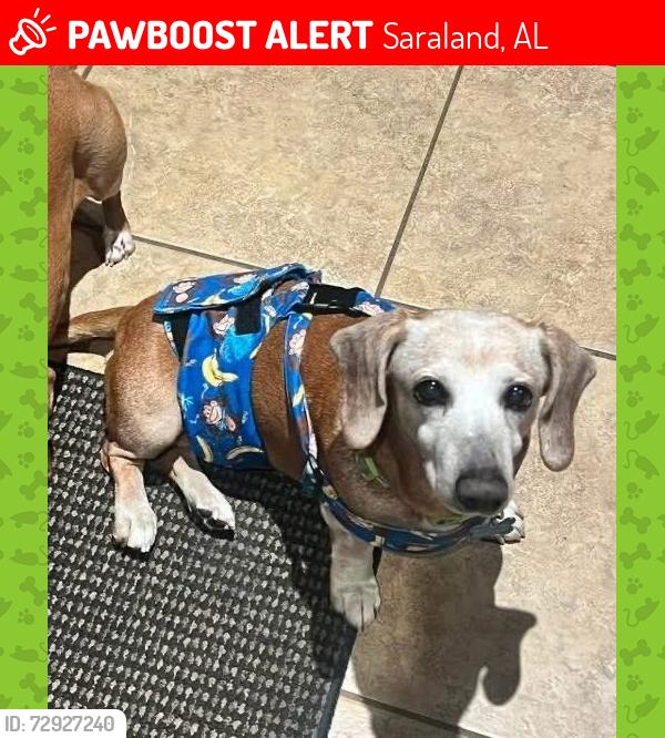 Lost Male Dog last seen Spanish Trace, Silver Creek, Cherry Hill, or Labonne neighborhood areas, Saraland, AL 36572