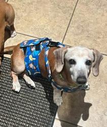 Lost Male Dog last seen Spanish Trace, Silver Creek, Cherry Hill, or Labonne neighborhood areas, Saraland, AL 36572