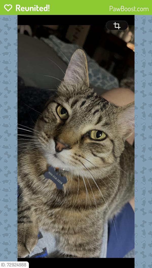 Reunited Male Cat last seen Fort Mill Parkway and Legion Rd, Fort Mill, SC 29715