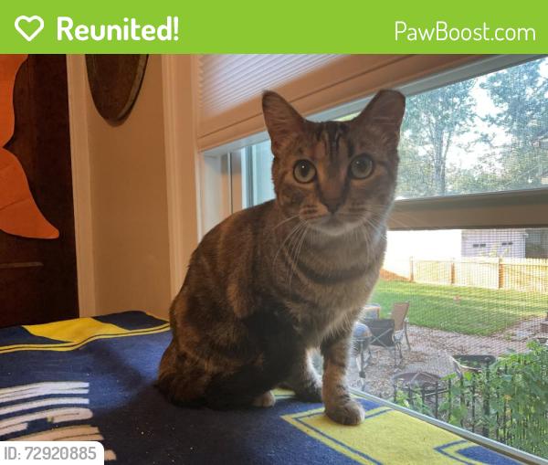 Reunited Female Cat last seen Hilldale and farnum Royal Oak, Royal Oak, MI 48067