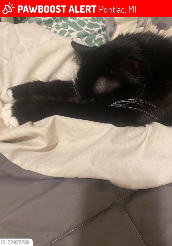 Lost Male Cat last seen Perry street and ridgemont dr, Pontiac, MI 48340