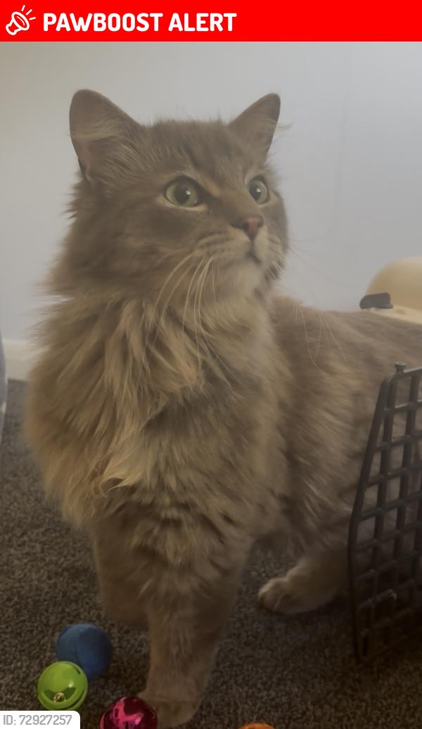 Lost Male Cat last seen hse , Surrey, England GU21 3JF