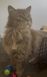 Lost Male Cat last seen hse , Surrey, England GU21 3JF