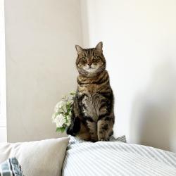 Reunited Male Cat last seen Somerset Road, Greater London, England BR6 0EZ