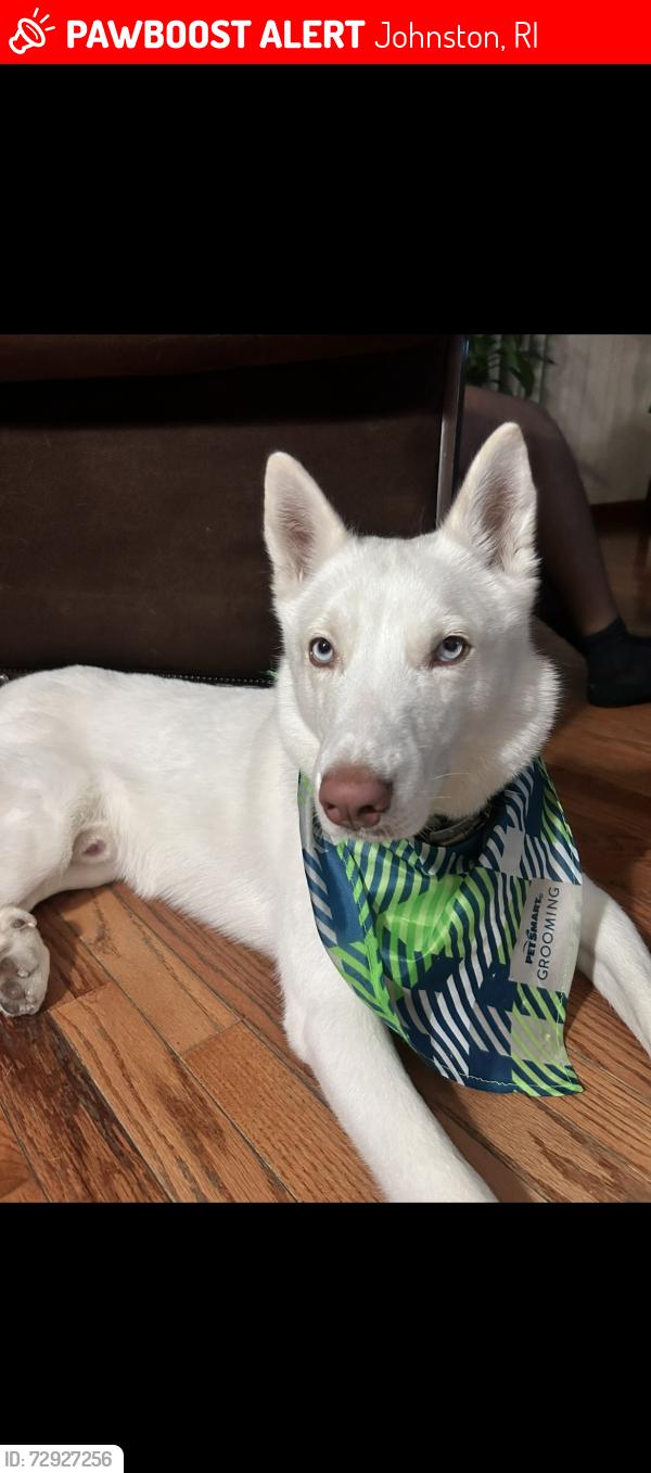 Lost Male Dog last seen Bel Air Drive, Mullberry Circle Johnston, Johnston, RI 02919