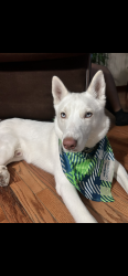 Lost Male Dog last seen Bel Air Drive, Mullberry Circle Johnston, Johnston, RI 02919