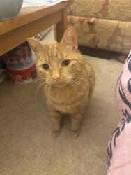 Lost Male Cat last seen Behind wyke college, Kingston upon Hull, England HU5 4PD