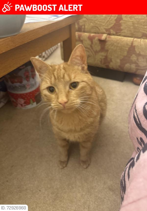 Lost Male Cat last seen Behind wyke college, Kingston upon Hull, England HU5 4PD
