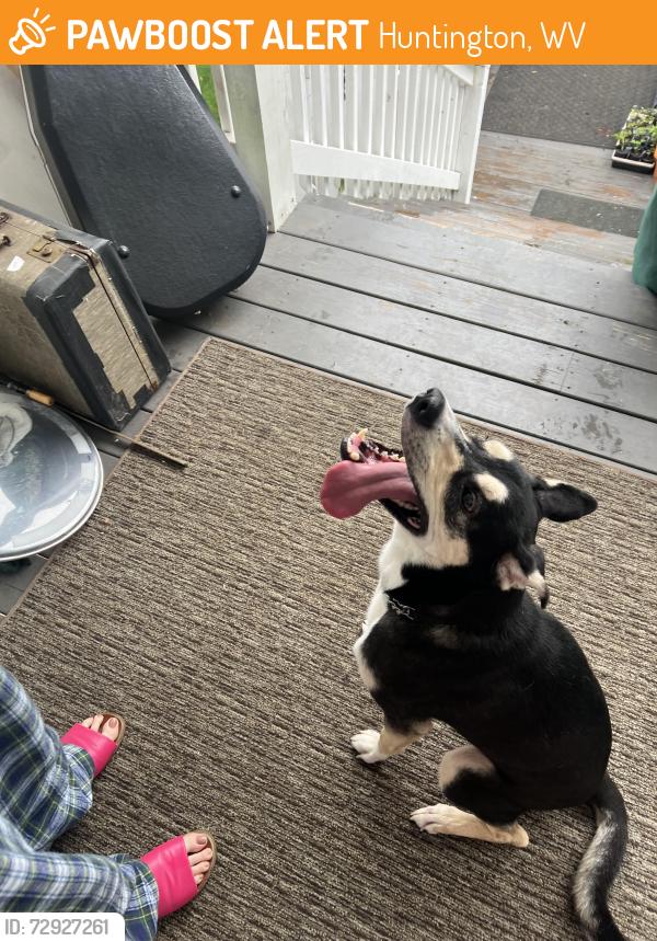 Found/Stray Female Dog last seen Wiltshire boulevard, Huntington, WV 25701