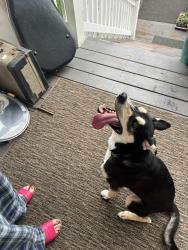 Found/Stray Female Dog last seen Wiltshire boulevard , Huntington, WV 25701