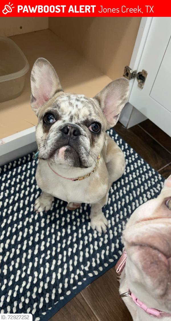 Lost Female Dog last seen Ivy ct , Jones Creek, TX 77541
