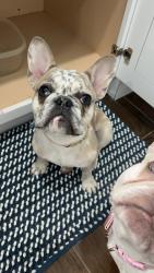 Lost Female Dog last seen Ivy ct , Jones Creek, TX 77541