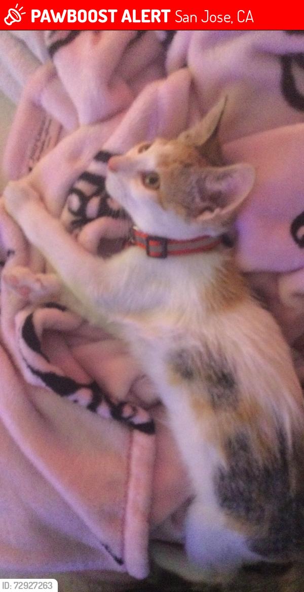 Lost Female Cat last seen amberwood, San Jose, CA 95136