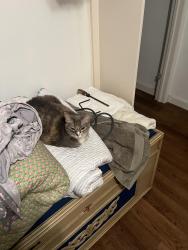 Lost Female Cat last seen Owendale and Llano, Benbrook, TX 76116