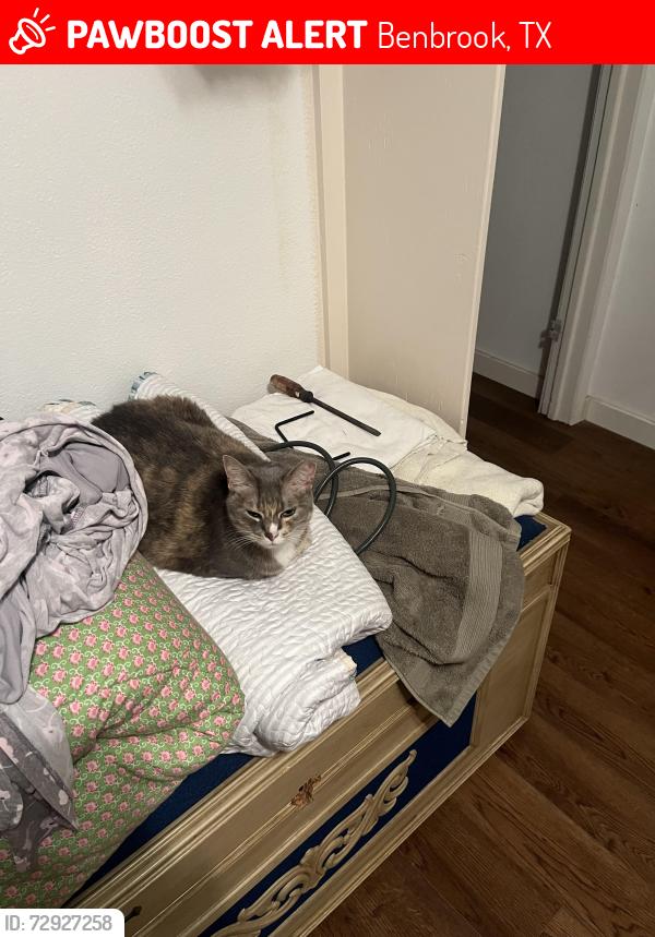 Lost Female Cat last seen Owendale and Llano, Benbrook, TX 76116