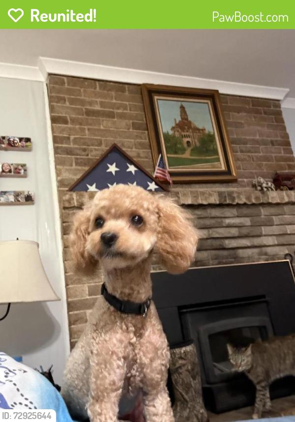 Reunited Male Dog last seen Hackberry Drive/Dogwood, Greenville, TX 75402