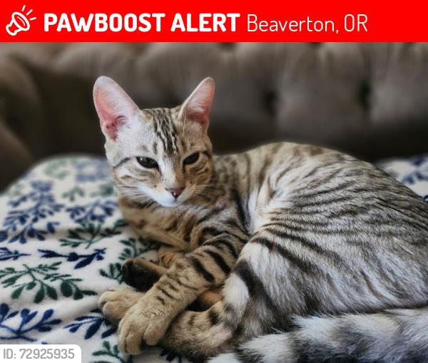 Lost Female Cat last seen 7th street and Main Ave , Beaverton, OR 97005