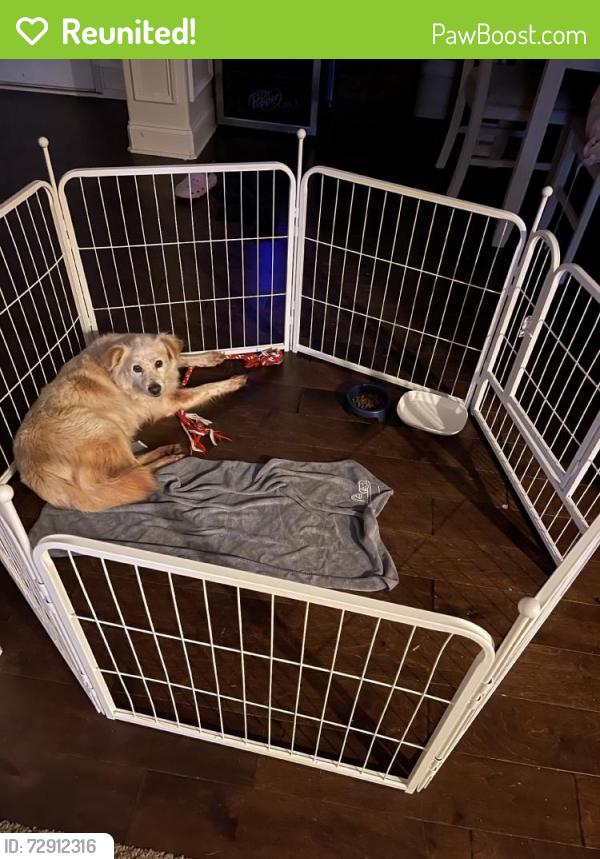 Reunited Female Dog last seen Near Smallwood Trace, Hampton, GA 30228, USA, Hampton, GA 30228