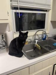 Reunited Female Cat last seen Near the corner of Martha’s place and Pisgah church , Greensboro, NC 27408
