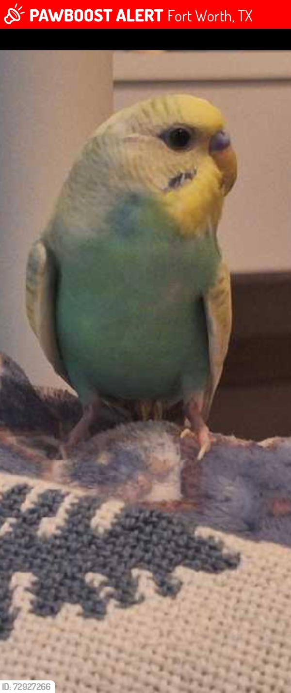 Lost Unknown Bird last seen Creekwood , Fort Worth, TX 76123