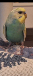 Lost Unknown Bird last seen Creekwood , Fort Worth, TX 76123
