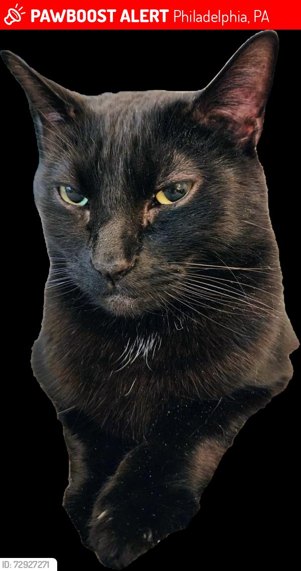 Lost Male Cat last seen Pulaski and Seymour, Philadelphia 19144, Philadelphia, PA 19144