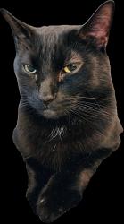 Lost Male Cat last seen Pulaski and Seymour, Philadelphia 19144, Philadelphia, PA 19144