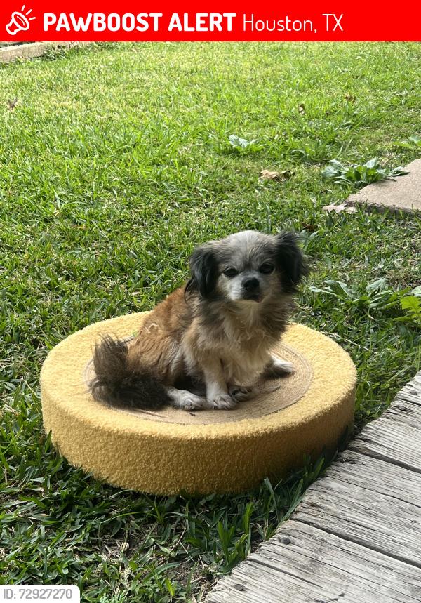 Lost Male Dog last seen empanada de 77083, Houston, TX 77083
