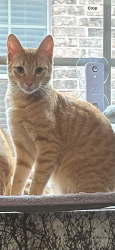 Lost Female Cat last seen Between california lane and Gunn junior high, Arlington, TX 76015