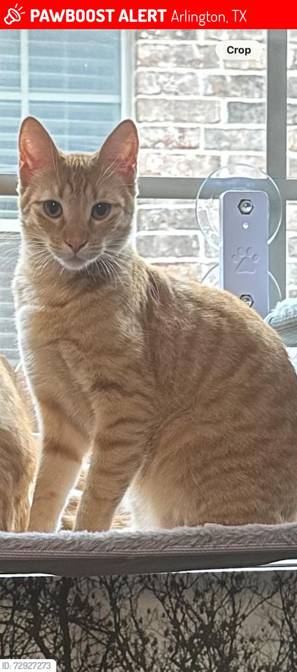 Lost Female Cat last seen Between california lane and Gunn junior high, Arlington, TX 76015