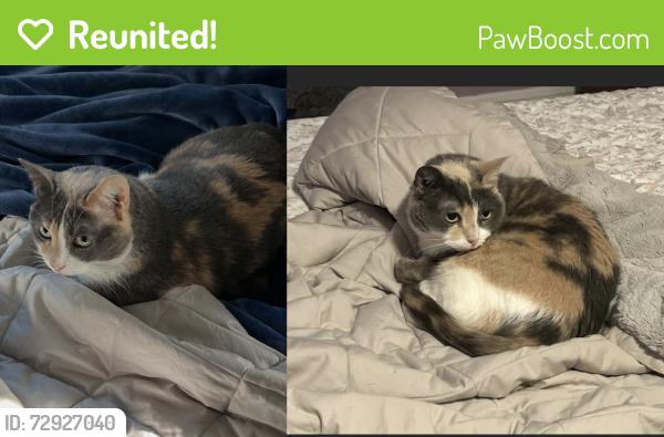 Reunited Female Cat last seen Riveredge Road , Tenafly, NJ 07670