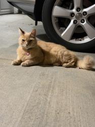 Reunited Unknown Cat last seen Walnut x Yale, Irvine, CA 92620
