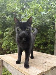Reunited Female Cat last seen The avenue ,A Green area , West Midlands, England B27
