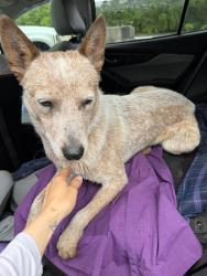 Reunited Male Dog last seen West Henderson high school , Hendersonville, NC 28792