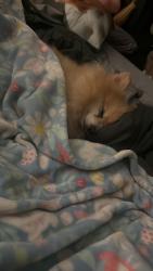 Reunited Male Dog last seen Bridgeford Dr, Sacramento, CA 95833