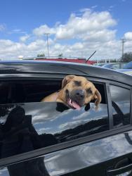 Reunited Female Dog last seen Audelia branch river, Dallas, TX 75243