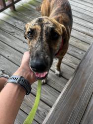Reunited Female Dog last seen Timrod Park, Florence, SC 29501