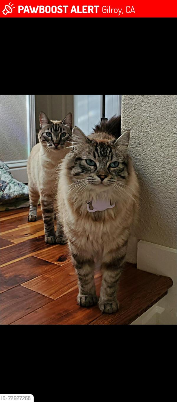 Lost Female Cat last seen Thomas, Gilroy, CA 95020