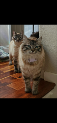 Lost Female Cat last seen Thomas, Gilroy, CA 95020
