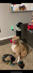 Lost Female Dog last seen Atlasridge Dr , Houston, TX 77048