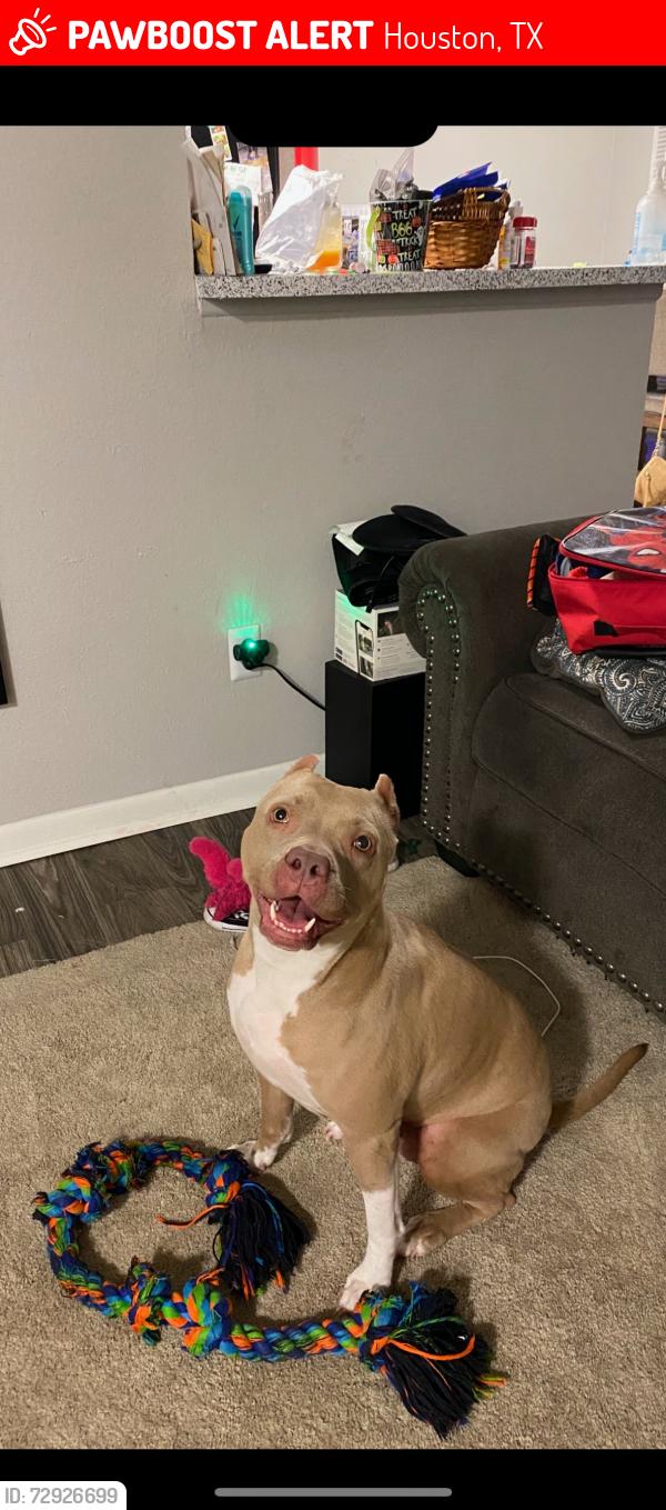 Lost Female Dog last seen Atlasridge Dr , Houston, TX 77048
