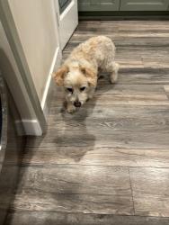 Reunited Male Dog last seen 104th Street & Ruthelen , Inglewood, CA 90303