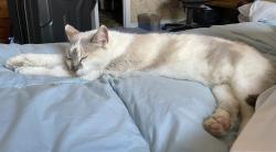 Reunited Female Cat last seen Clays Mill, Lexington, KY 40503