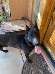 Reunited Male Dog last seen 93rd Ave and Happy Valley Road , Peoria, AZ 85383