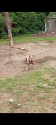 Lost Female Dog last seen Texas roadhouse, Aberdeen, NC 28315